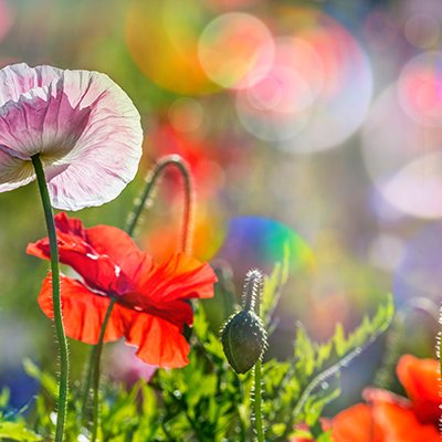 Havedekorationer der tager hensyn til biodiversitet