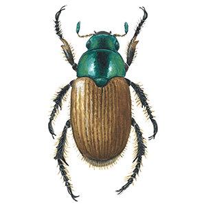 Gsebiller og hvordan du spotter og bekmper dem 