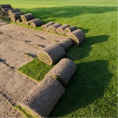 Anlg ny grsplne  en guide til en indbydende og sund grsplne