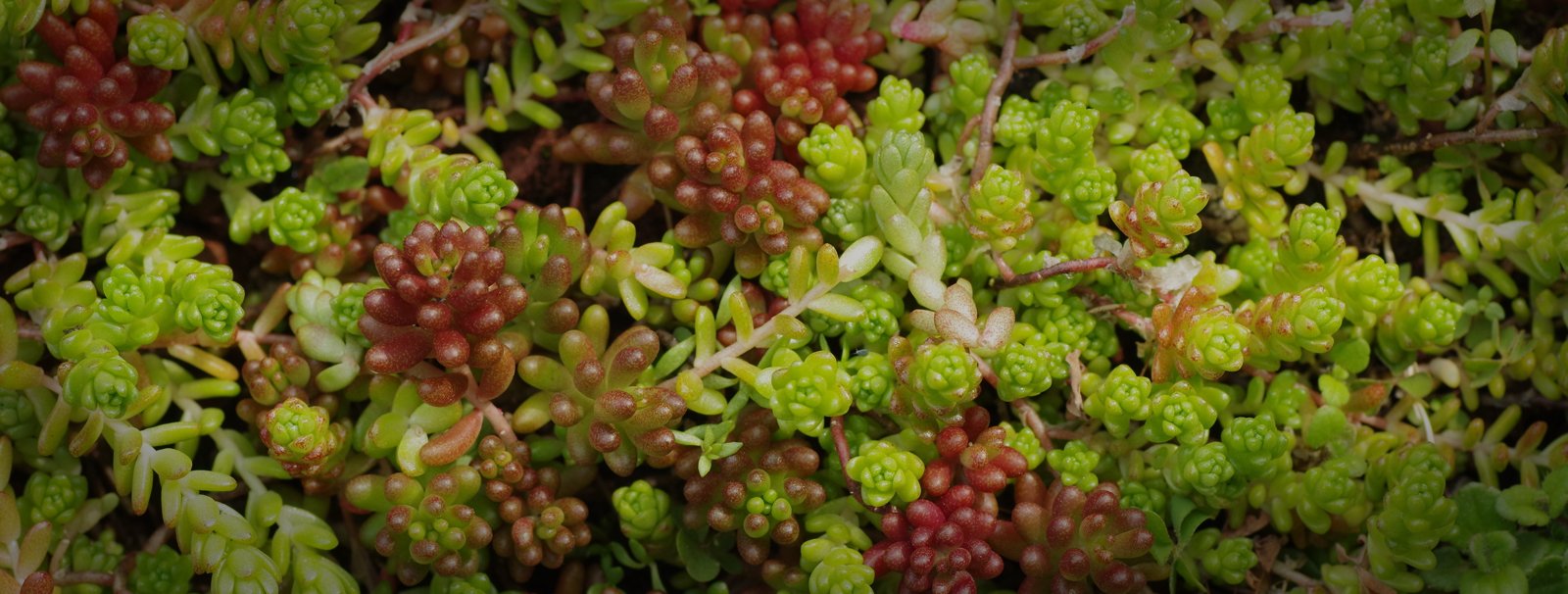 <h1>Dansk produceret Sedum i bakker<span>leveret i hele Danmark</span></h1>